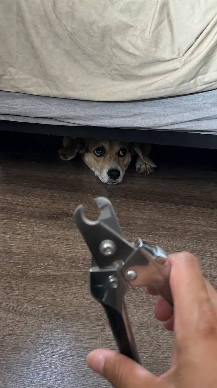 A worried dog hiding under a bed while someone holds a metal nail clipper